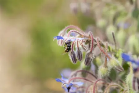 borago officinalis - afbeelding 4