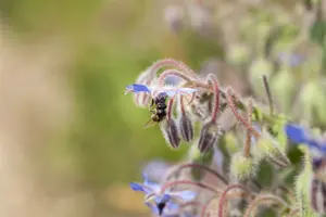 borago officinalis - afbeelding 4