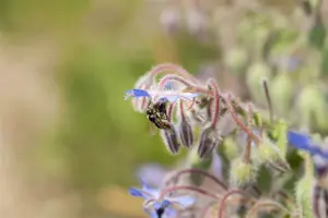 borago officinalis - afbeelding 5