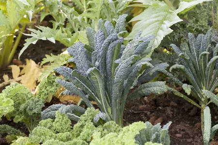brassica ol. ac. nero di toscane - afbeelding 1