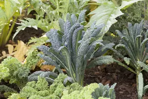 brassica ol. ac. nero di toscane - afbeelding 1