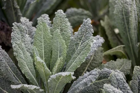 brassica ol. ac. nero di toscane - afbeelding 3