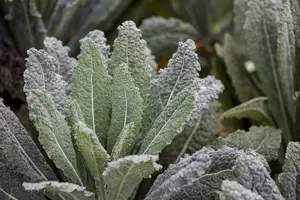 brassica ol. ac. nero di toscane - afbeelding 3