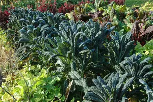 brassica ol. ac. nero di toscane - afbeelding 4