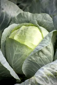 brassica ol. var. laciniata  roter grunkohl - afbeelding 1