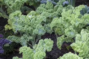 brassica ol. var. laciniata  roter grunkohl - afbeelding 3