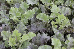 brassica ol. var. laciniata  roter grunkohl - afbeelding 5