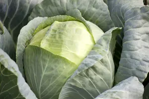 brassica ol. var. laciniata  roter grunkohl - afbeelding 2