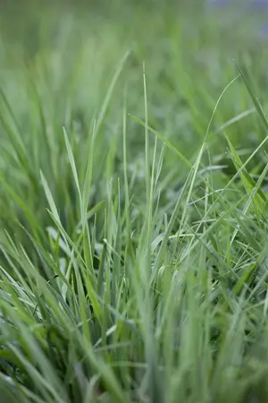 briza media  zitterzebra 