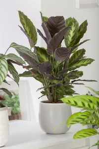 mix 4 - afbeelding 5