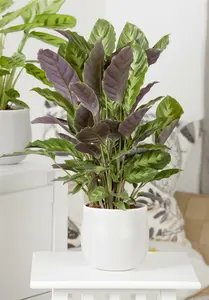 mix 7 - afbeelding 4