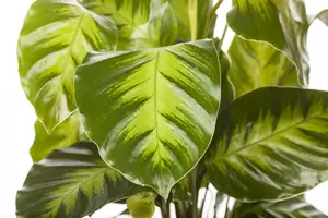 calathea