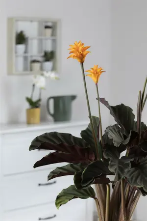calathea crocata - afbeelding 1