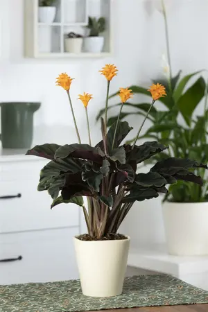 calathea crocata - afbeelding 3