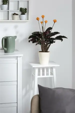 calathea crocata - afbeelding 4