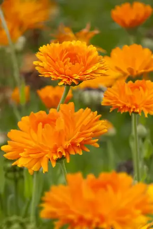 calendula officinalis - afbeelding 1