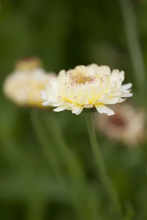 calendula officinalis - afbeelding 3