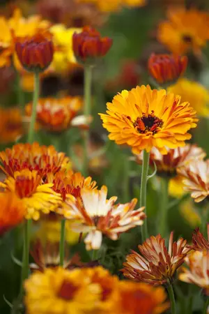 calendula officinalis - afbeelding 4
