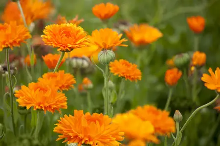 calendula officinalis - afbeelding 2