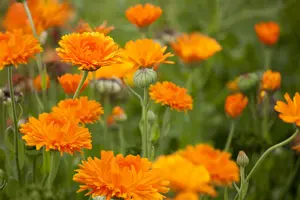calendula officinalis - afbeelding 2