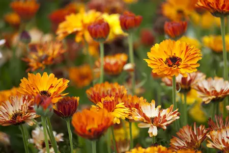calendula officinalis - afbeelding 5