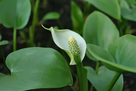calla palustris - afbeelding 1
