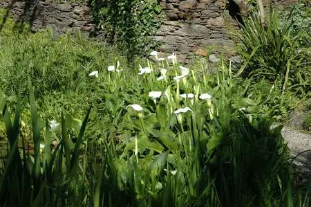 calla palustris - afbeelding 4