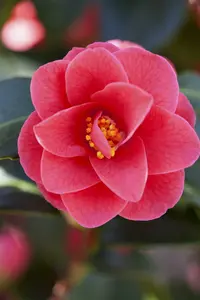 camelia - afbeelding 2