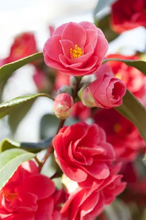 camelia - afbeelding 3