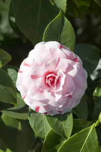 camelia