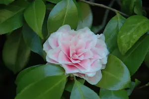 camelia - afbeelding 5