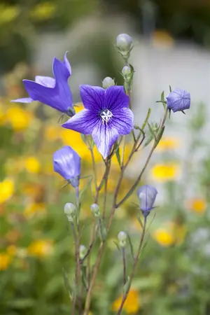 campanula pers. - afbeelding 2