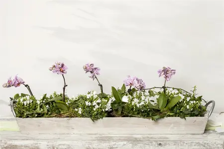 campanula portenschlagiana - afbeelding 1