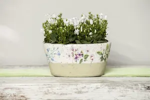 campanula portenschlagiana - afbeelding 3