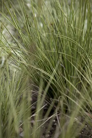 carex brunnea  jenneke  - afbeelding 1