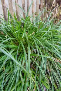 carex irish green