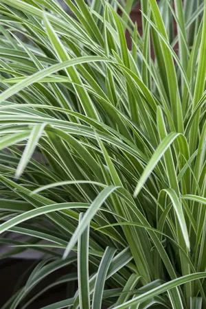 carex morrowii  fischer s from  - afbeelding 3