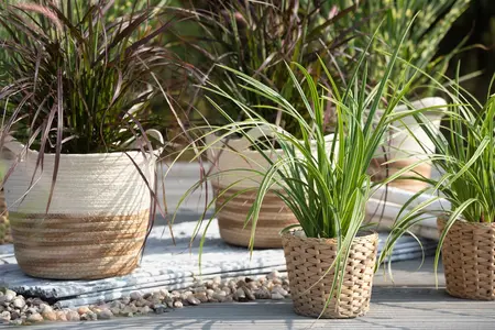 carex morrowii  ice dance  - afbeelding 5