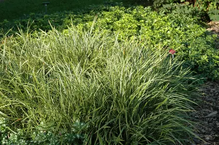 carex morrowii  ice dance  - afbeelding 3