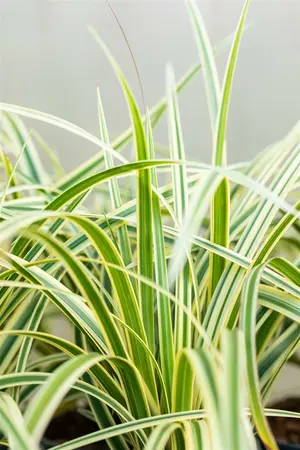carex morrowii  vanilla ice ® - afbeelding 4