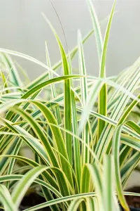 carex morrowii  vanilla ice ® - afbeelding 4