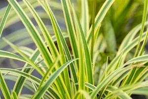 carex morrowii  vanilla ice ® - afbeelding 2
