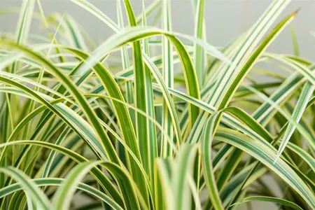 carex morrowii  vanilla ice ® - afbeelding 3