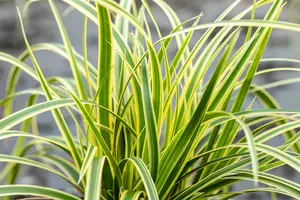 carex morrowii  vanilla ice ®