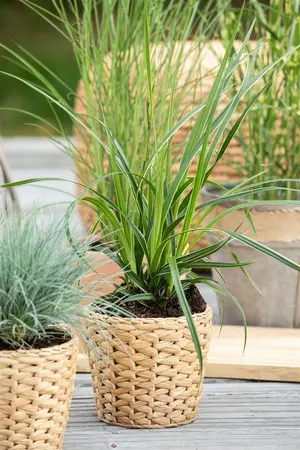 carex morrowii  variegata  - afbeelding 2
