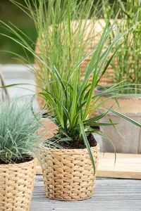 carex morrowii  variegata  - afbeelding 2