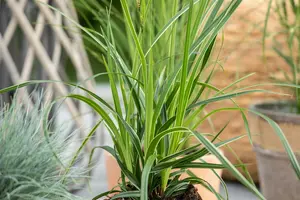 carex morrowii  variegata