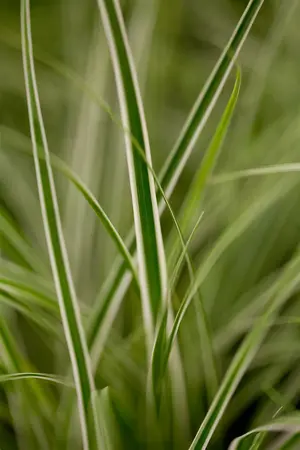 carex oshimensis  everest ® - afbeelding 1