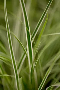 carex oshimensis  everest ®