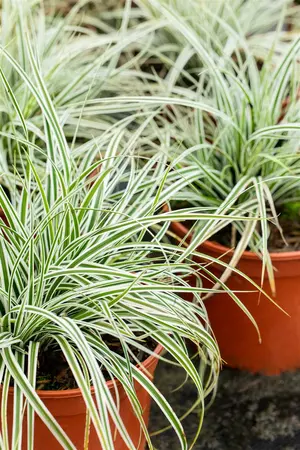 carex oshimensis  everest ® - afbeelding 3